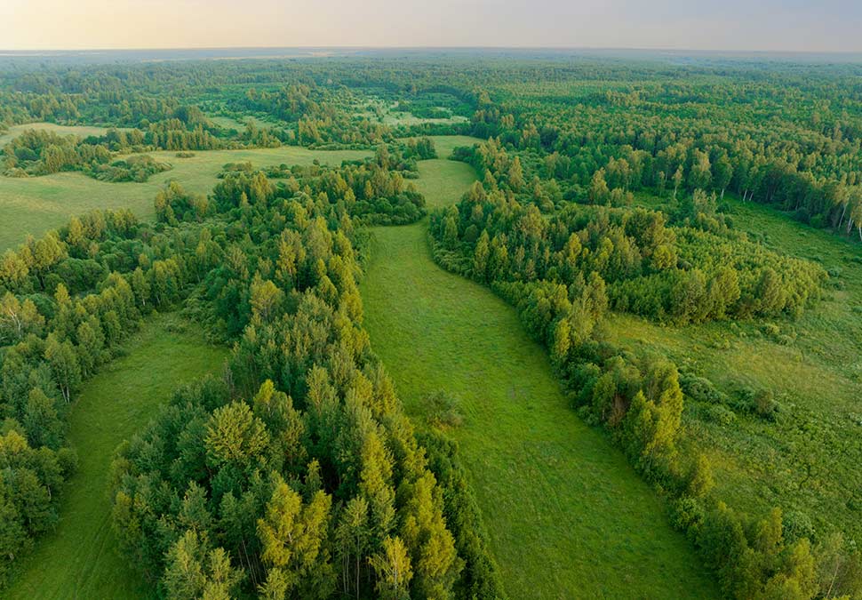 Luftaufnahme eines Waldes | Holz Nachhaltigkeit | Bauzentrum Zillinger